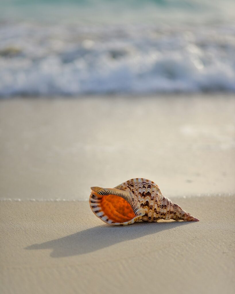 Photo by Javardh brown and white conch on seashore